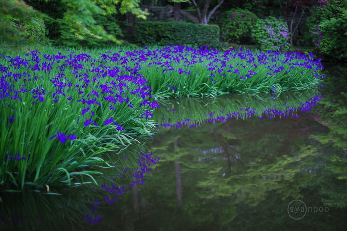 ペンタックス smc PENTAX-FA 50mmF1.4 Classic & HD PENTAX-FA 50mmF1